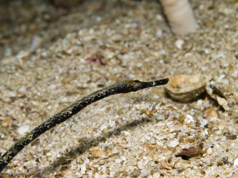 Pipefish, Ko Bida